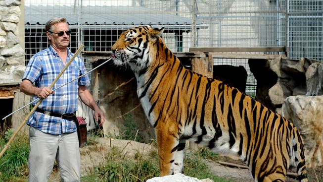 René Strickler mit einem seiner Tiger. (Archiv)