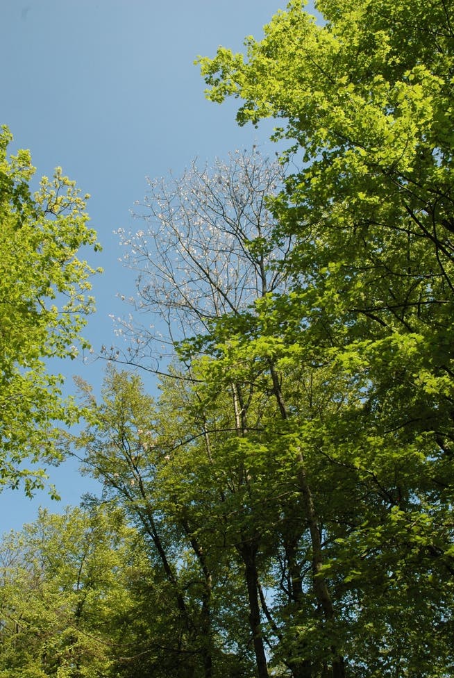 Nebst der Eschenwelke gibt es andere Krankheiten und Schädlinge, die die Bäume befallen. (Archiv)