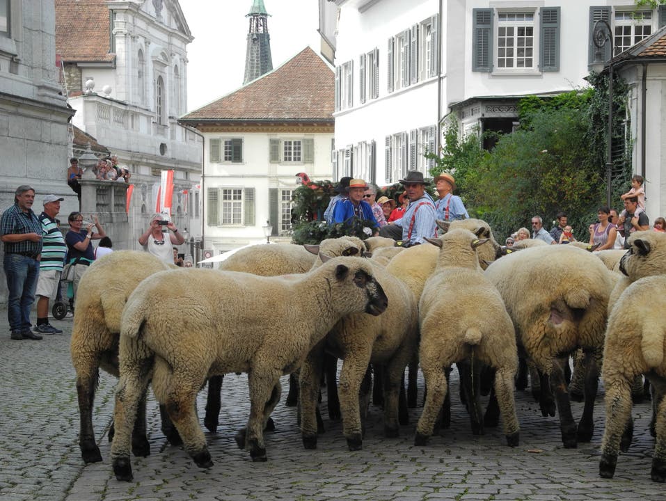 Eine Herde Schafe läuft an zweiter Stelle
