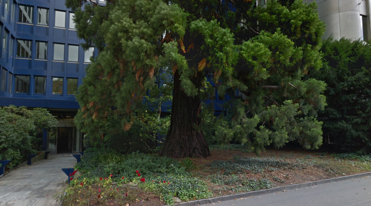 Der dicke Baumstamm bezeugt sein hohes Alter, er wird auf 120 Jahre geschätzt.