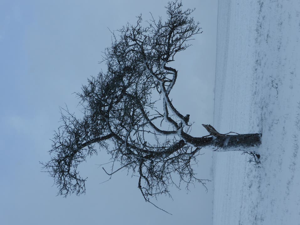 undefined Einsamer Baum im Wintersturm Gossliwil