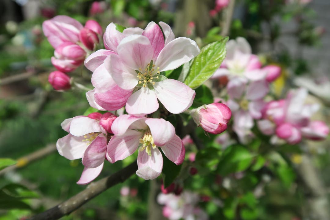 Zarte Apfelblüte