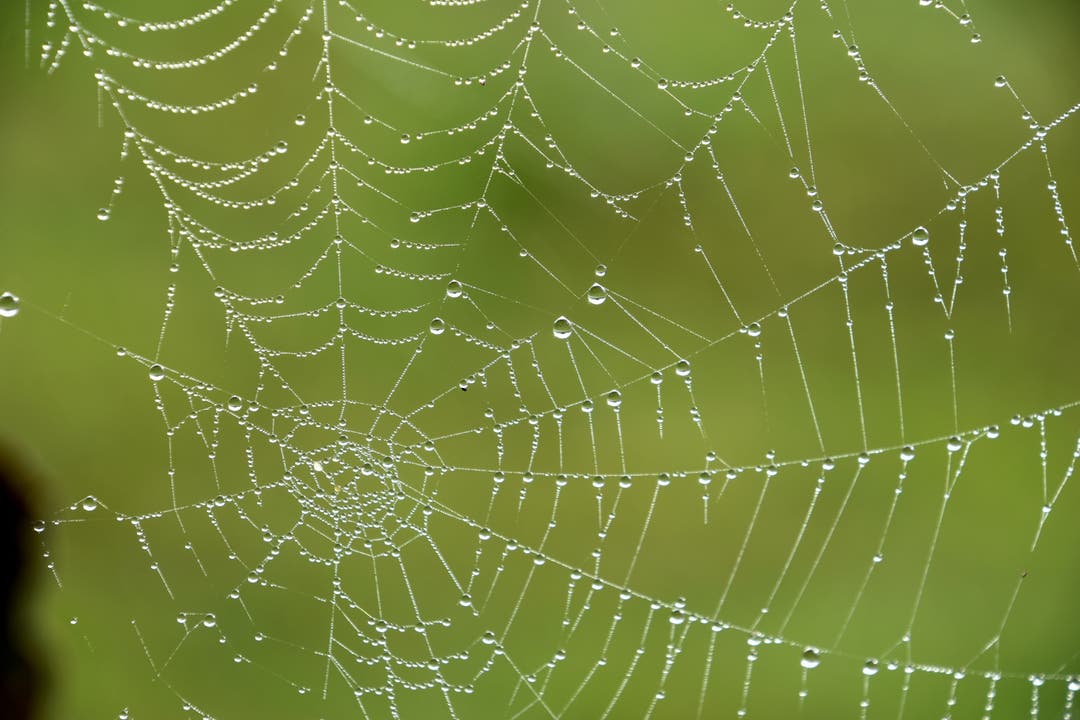 undefined Kunstvolles Spinnennetz mit Wassertropfen im Frühlingsgrün