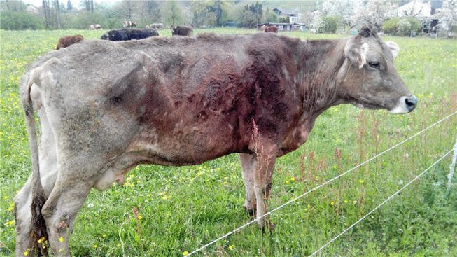 Bereits vor zwei Jahren wurde der Veterinärdienst mit solchen Bildern auf die schlechte Tierhaltung in Boningen aufmerksam gemacht.