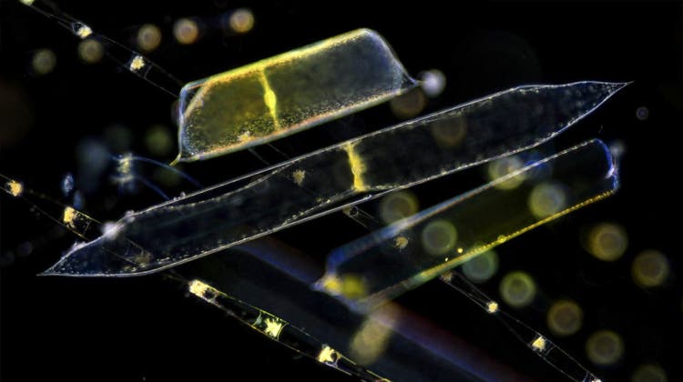 Das Geheimnis des Phytoplanktons und Training