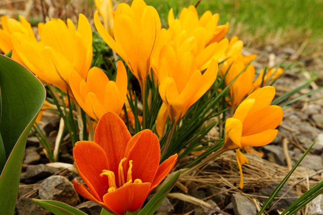 undefined Eher seltene Frühlings-Komposition: Tulpe vor Krokussen