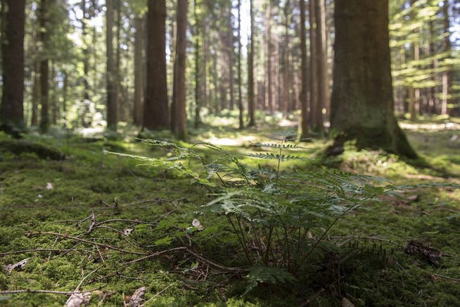 Die Waldbegehung hat in Bellach Tradition. (Archiv)