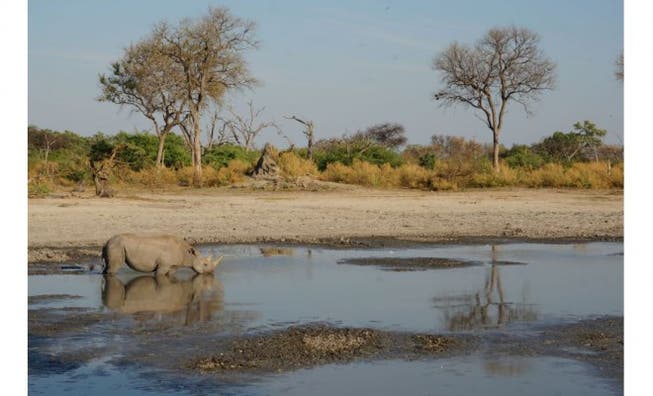 Im Okavango-Delta wurden seit 2001 zahlreiche Breit- und Spitzmaulnashörner wiederangesiedelt. So auch Mary. Foto: Fabienne Rikkli, Sanctuary Retreat