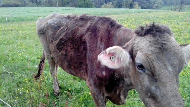 Bereits zwei Jahre vor der Tiertragödie wurde der Veterinärdienst mit solchen Bildern auf die schlechte Tierhaltung in Boningen aufmerksam gemacht.