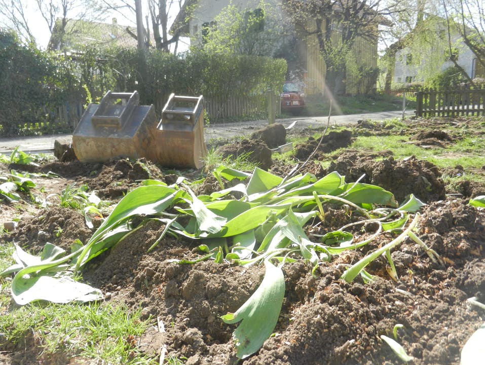 Auch die Tulpenknollen werden wieder eingepflanzt