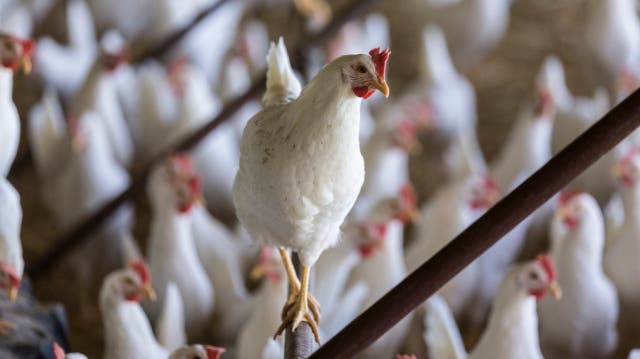 Im Kanton Aargau leben fast doppel so viele Hühner wie Menschen (Symbolbild)