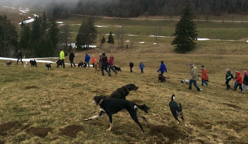 Ausflug der Hundeschule Berghof Rüti bei Büren auf den Weissenstein im März 2017 30 Hunde nahmen am Ausflug der Hundeschule Berghof Rüti bei Büren auf den Weissenstein teil.