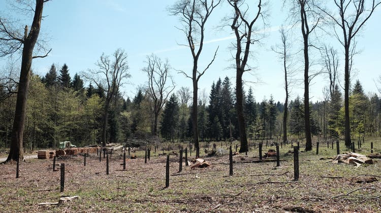Am Sonnenberg wurde ein seltenes Biotop erweitert: der Erlenbruchwald