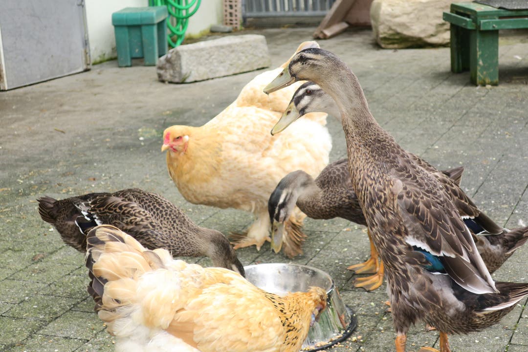 Dietiker Enten befreien Zürcher GZ Bachwiesen von Schnecken