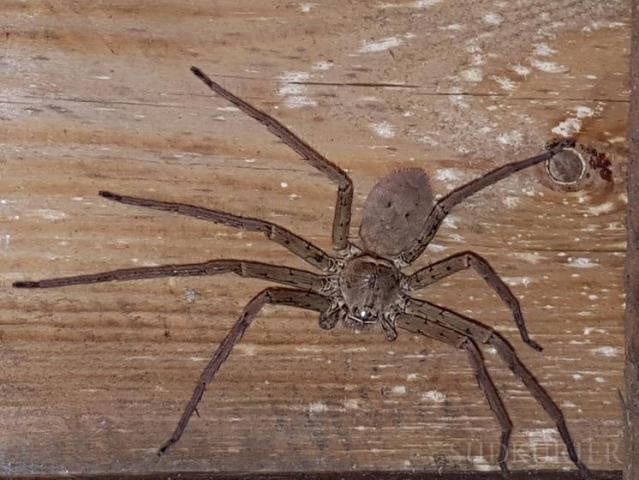 Lörrach (D) - Riesenspinne In Einkaufscenter Sorgt Für Angst Und Schrecken