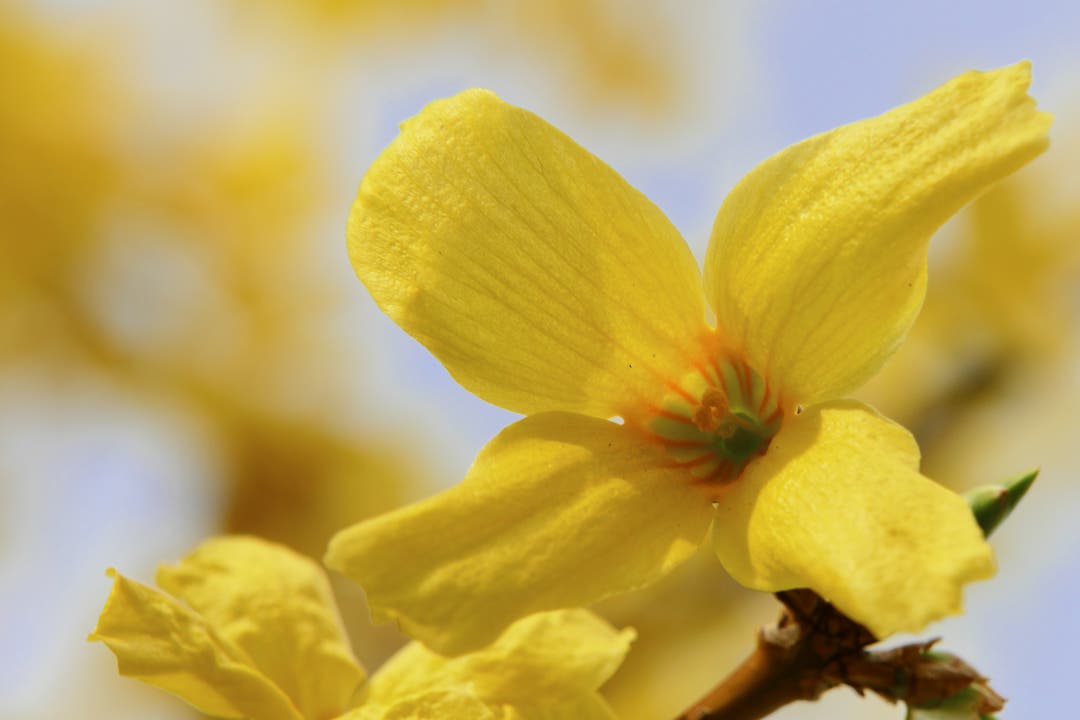 undefined Das Gold des Frühlings: golden blühende Forsythie