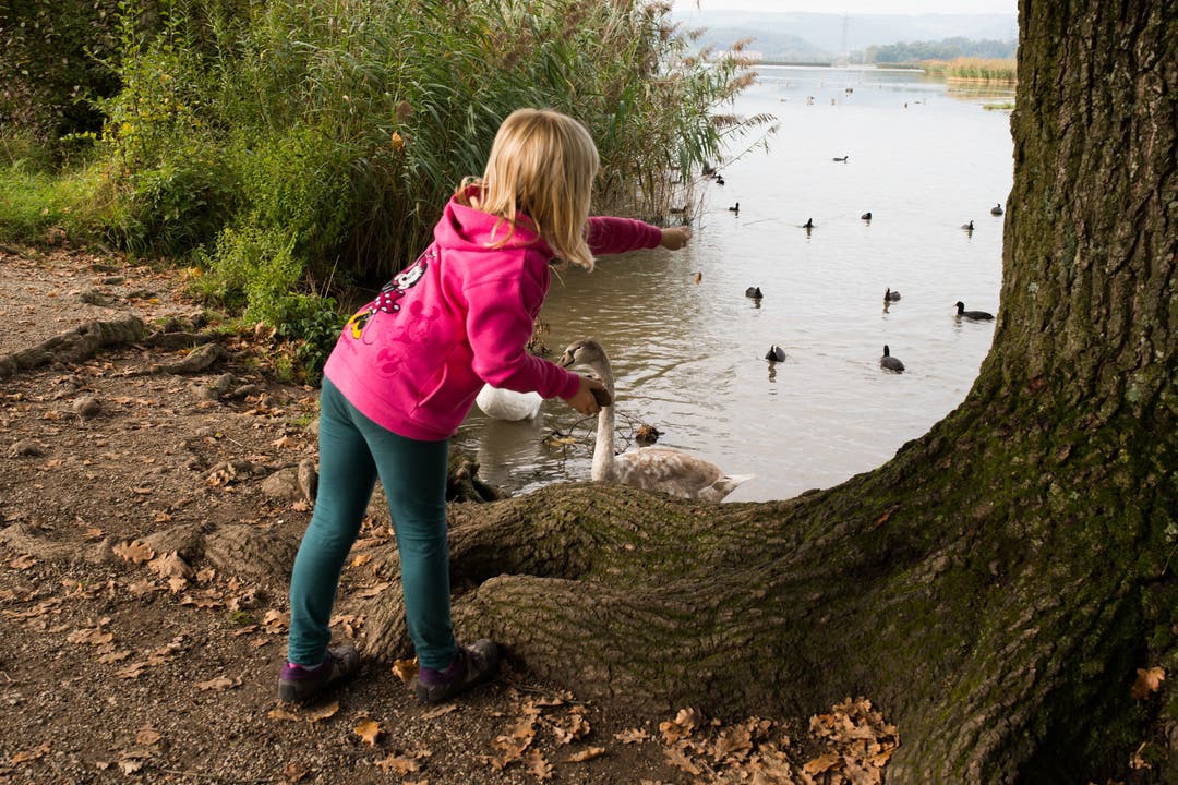 Beliebt: Schwände und Enten füttern am Klingnauer Stausee.