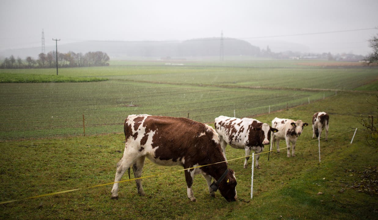 Winistorf: Junge Rinder auf Weide gelassen