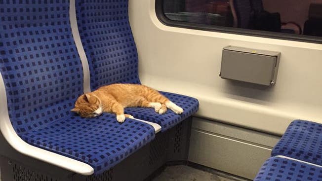 Die schlafende Katze im Zug.