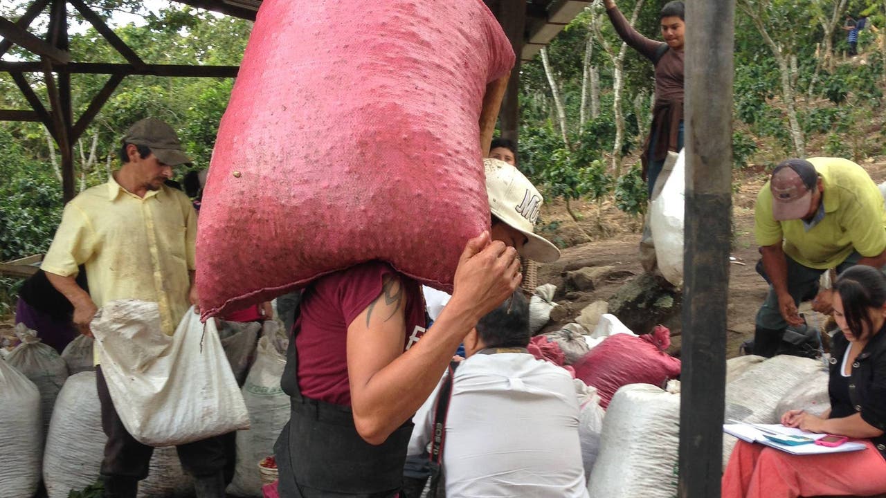 Diese Kaffeepflücker in Matagalpa dürften nicht viel mehr verdienen.