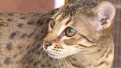 Savannah-Katzen: Achtung, diese Büsi-Rasse ist so wild, dass sie eine Bewilligung braucht