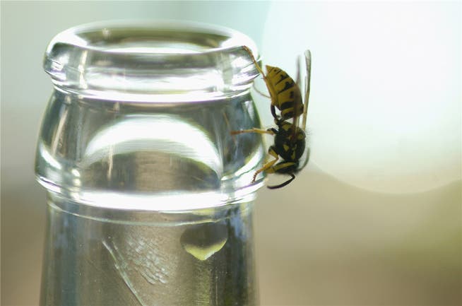 Sie lieben Süsses: Wespen bedienen sich gerne an unserem Esstisch. (Archiv)