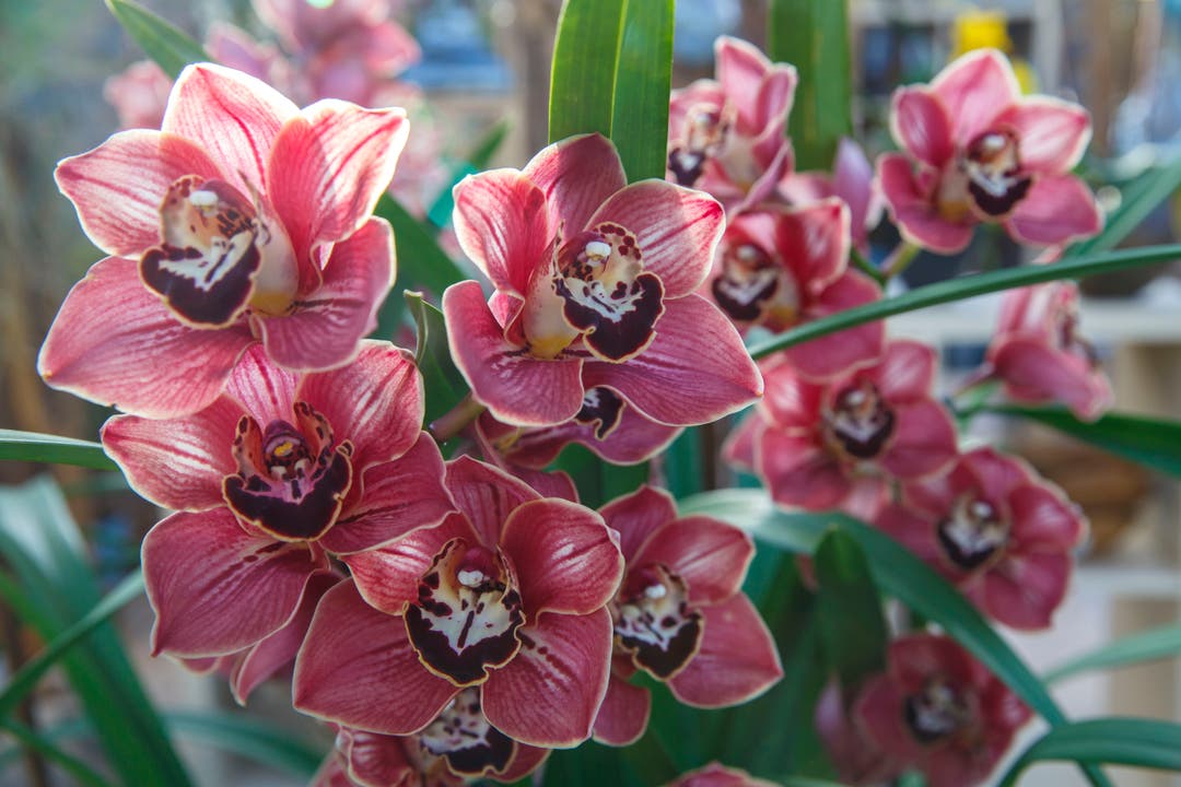 Orchideen-Ausstellung im Blumen Wyss in Zuchwil