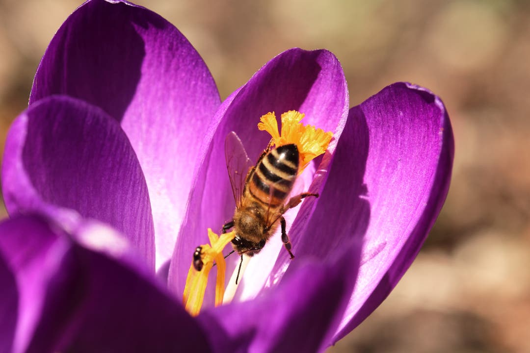 undefined "Krokustauchen" - eine Biene taucht ein in einen Krokus
