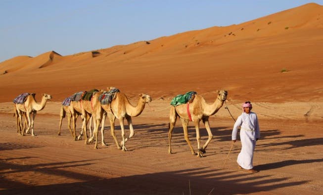 So wird das Harz transportiert: Kamelkarawane mit Führer in der Wüste von Oman. Foto: Brünjes