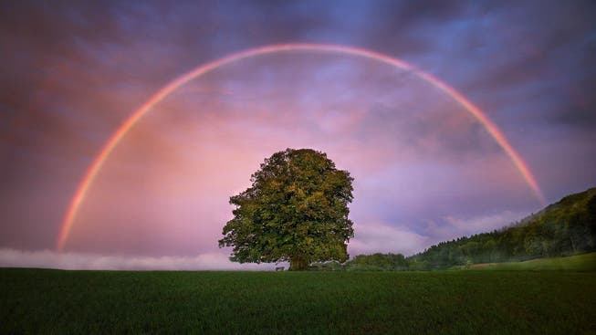 Der berühmteste Baum des Kantosn: Die Linner Linde – in Szene gesetzt von Profi-Fotograf Michel Jaussi