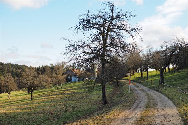 Der Äugstler in Winznau geht auf die Äugstlerbirnen zurück – die heutigen Birnbäume tragen wohl eher neuere Sorten (im Hintergrund der Hof Ägerten).