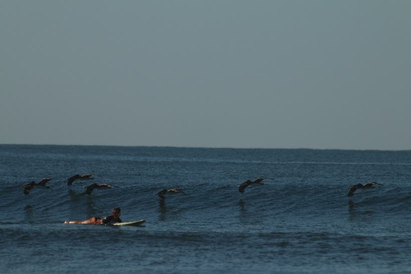 Und manchmal sogar Surfer und Pelikane gleichzeitig.
