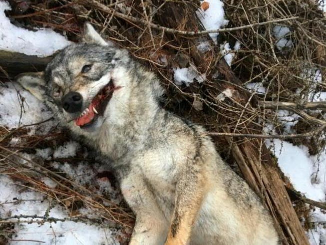 Am 17. Februar entdeckten Spaziergänger in einem Wald bei Mayoux/Anniviers VS den Kadaver einer erwachsenen Wölfin. Das Tier wurde gewildert.