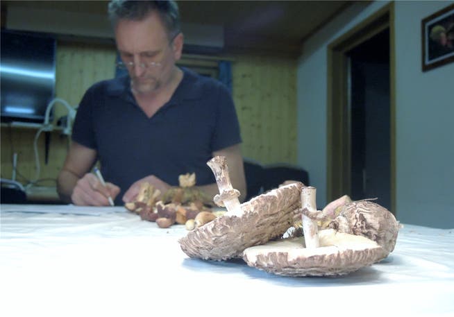 Harald Schmid trägt die gesammelten Pilze im Kontrollschein ein. Im Bild: Safranschirmlinge.ren