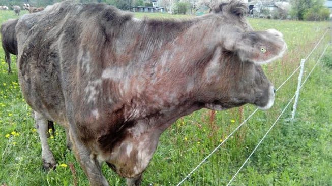 Aufnahmen vom 18. April 2014 zeigen ein an Fellausfall leidendes Rind aus dem besagten Hof in Boningen.