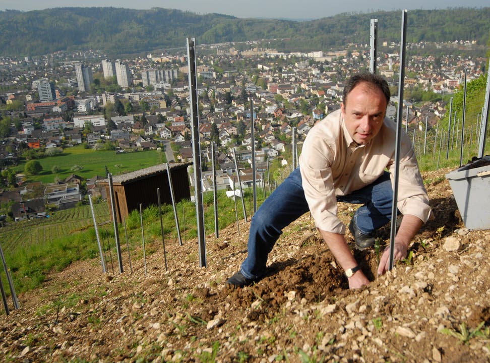 2010: Gemeindeammann Markus Dieth macht sich auf dem Rebberg nützlich und pflanzt eine Rebe.