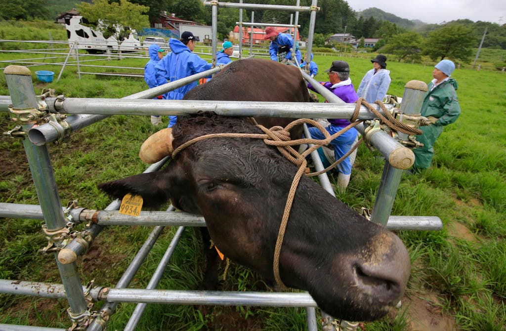 In einer Stadt zwölf Kilometer von Fukushima halten Bauern etwa 200 Kühe, gegen den Willen der Regierung. Sie sind Teil eines Forschungsprojekts.
