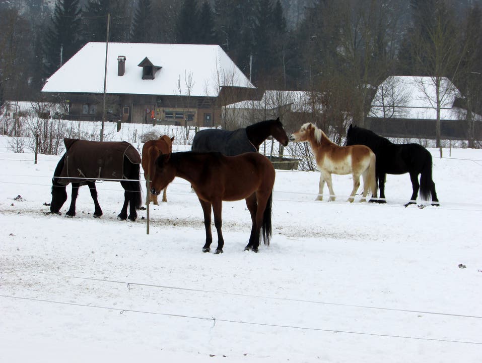 undefined Auch die Pferde freuen sich im Schnee!