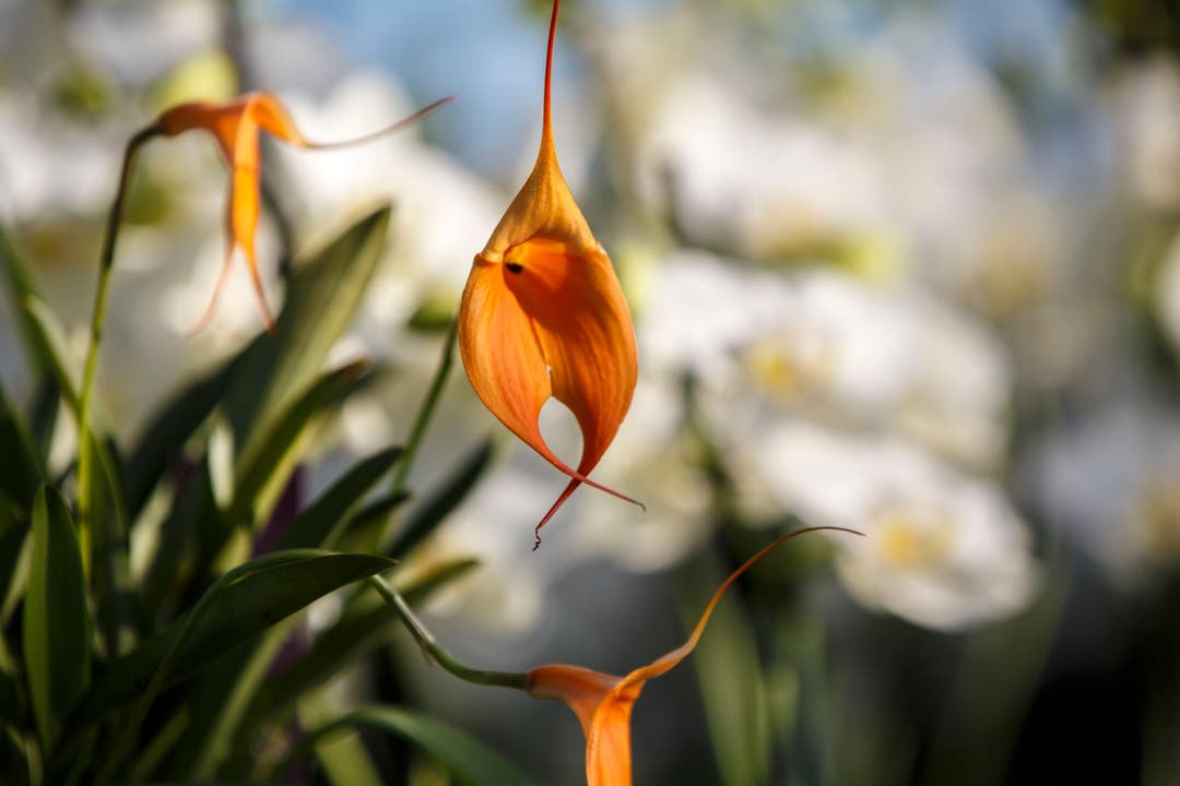 Masdevallia Hybriden orange-gelb Orchidee