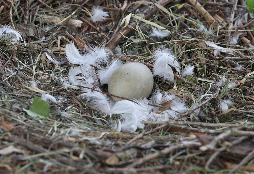 Ein Ei hat die Schwanen-Familie zurückgelassen