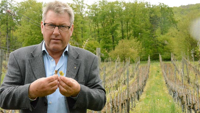 Weinbauer Peter Wehrli aus Küttigen zeigt eine gesunde und eine durch Frost beschädigte Knospe.Lucius Müller