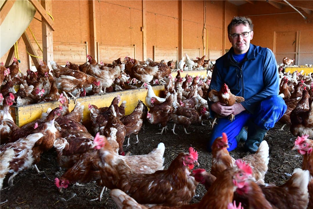 Vogelgrippe: Jörg Eng vom Engeliguet hat seine 2000 Legehennen eingestallt