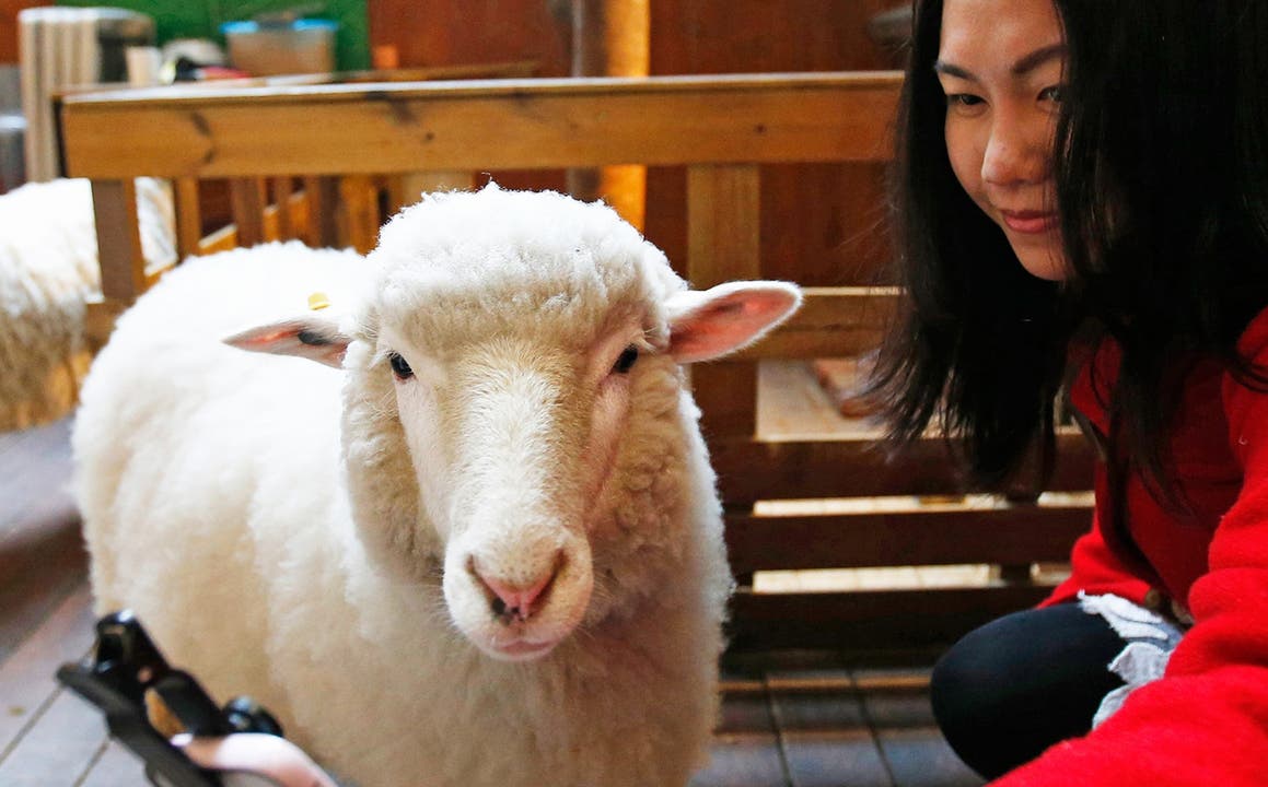 Das gibt es tatsächlich schon, in einem Coffee Shop in Seoul. Das Sheep-Cafe in der südkoreanischen Hauptstadt bietet seinen Kunden nicht etwa Schaffleisch oder Wollpullis. Nein, zu Kaffee und Kuchen gibt es dort lebendige Schafe.