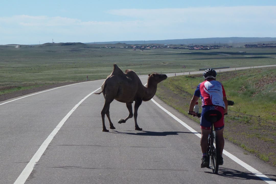 Ein Kamel in der Mongolei