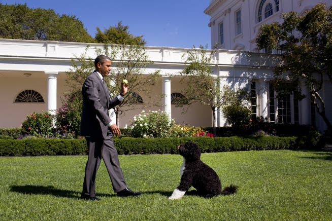 September 2010: Obama spielt mit dem Familienhund "Bo".