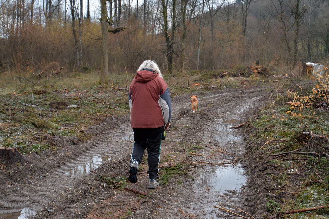 Spaziergängerin mit Hund bei Dotzigen, wo der Wald dem Erdboden gleichgemacht wurde.