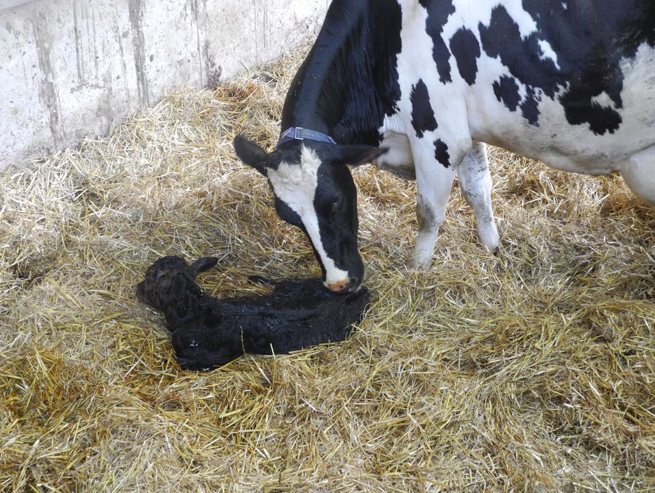 Neuankömmling auf dem Schmittenhof: Kuh Fee und der neugeborene kleine Stier.