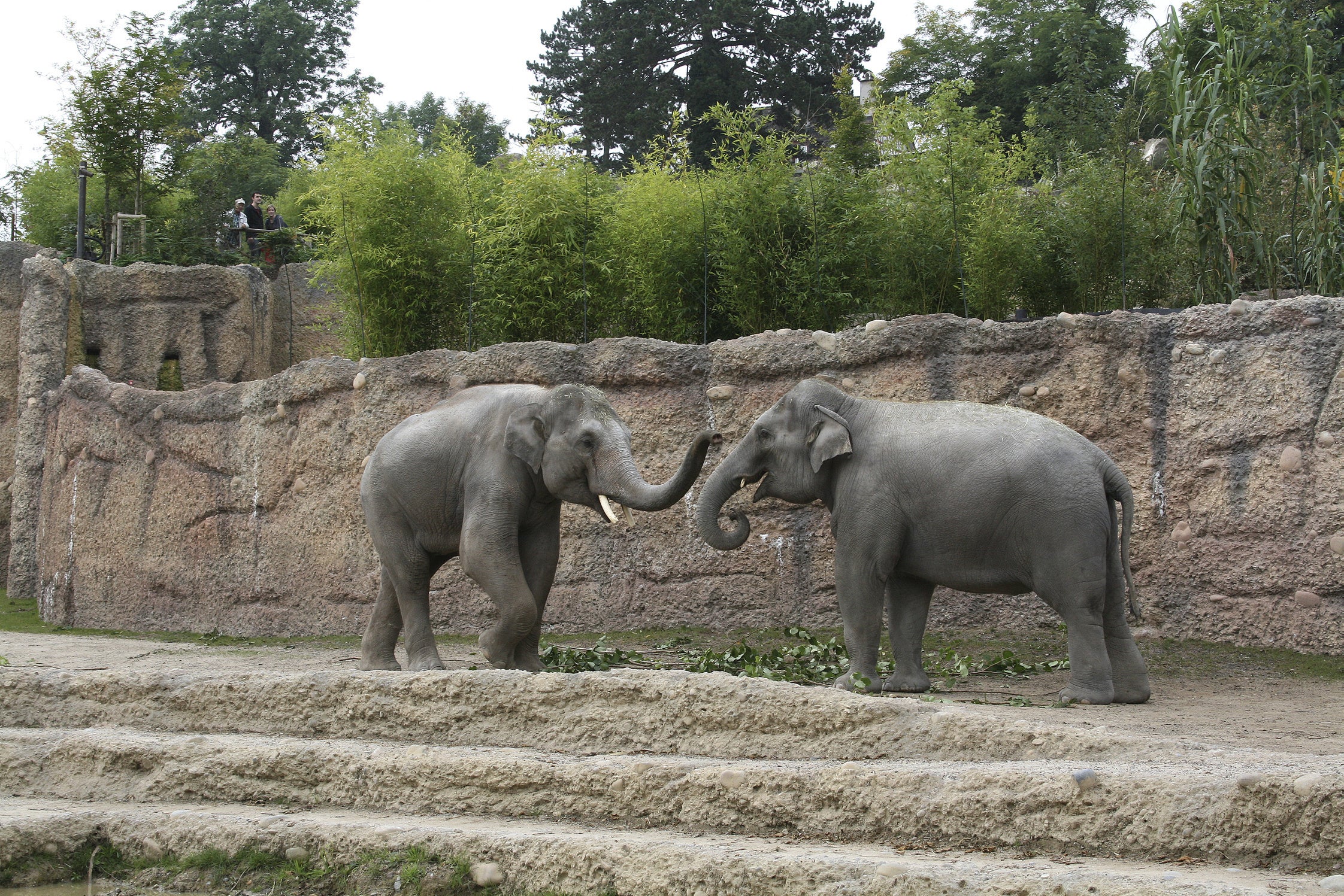 Bildstrecke - Elefanten Im Zoo Zürich