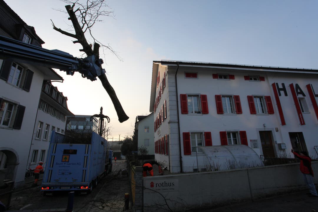 Baum beim Rothus in Solothurn wird gefällt