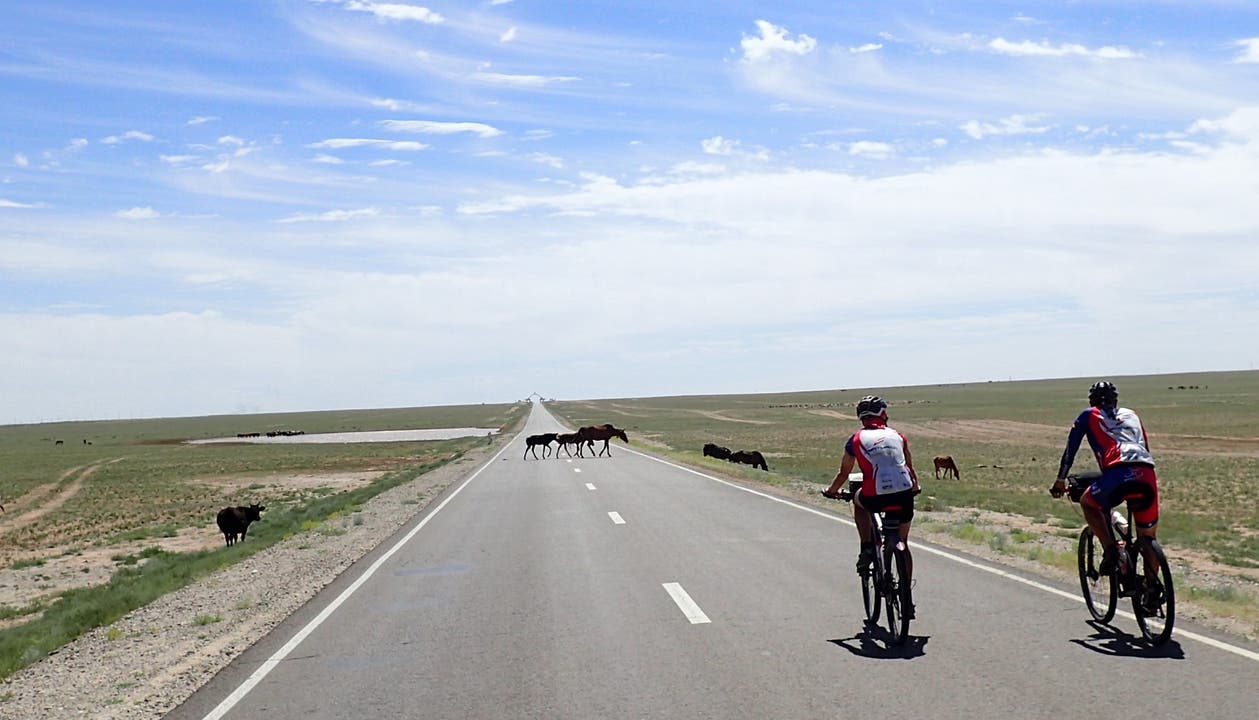 Bei 21 Grad bestreiten die Velofahrer die letzte Etappe in der Mongolei, vorbei an grasenden Pferden.